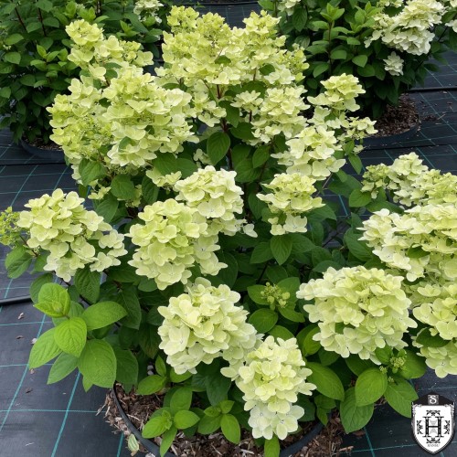 Hydrangea paniculata 'White Lady' - Aedhortensia 'White Lady' C5/5L Hydrangea paniculata 'White Lady' - Aedhortensia 'White Lady' C5/5L